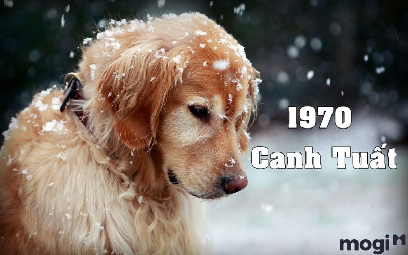 1970 Tuổi Gì? Mệnh Gì? Luận Giải Chi Tiết Tử Vi Canh Tuất 1970 1 1970 tuổi gì