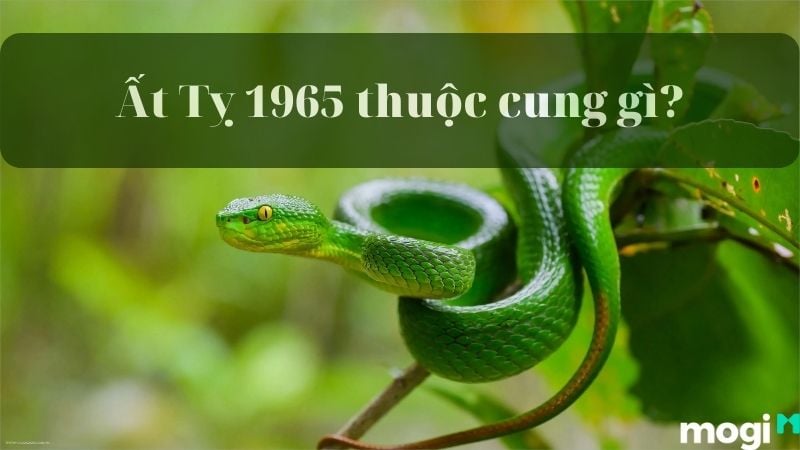 1965 tuổi gì