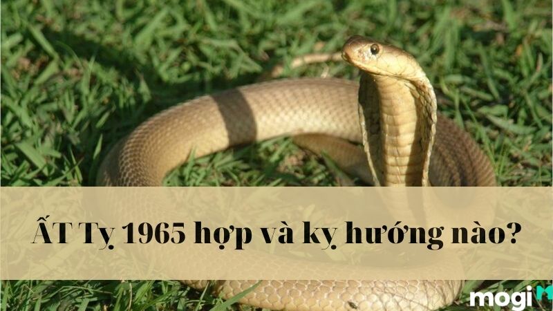 1965 tuổi gì