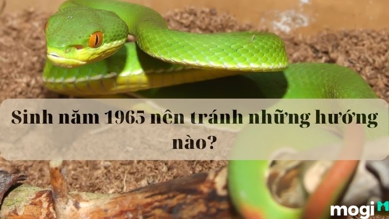1965 tuổi gì