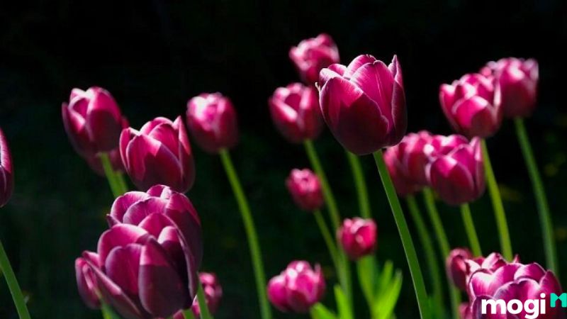Ý Nghĩa Hoa Tulip Theo Màu Sắc, Nên Tặng Ai Và Tặng Vào Dịp Nào? 4 Ý nghĩa hoa tulip tím