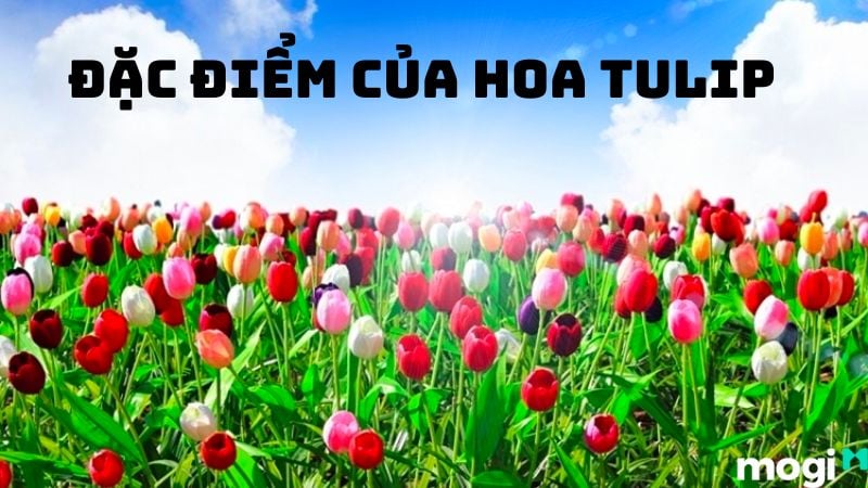 Ý Nghĩa Hoa Tulip Theo Màu Sắc, Nên Tặng Ai Và Tặng Vào Dịp Nào? 2 Đặc điểm của hoa tulip