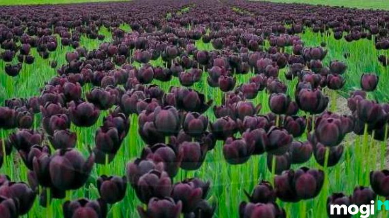 Ý Nghĩa Hoa Tulip Theo Màu Sắc, Nên Tặng Ai Và Tặng Vào Dịp Nào? 10 Ý nghĩa hoa tulip đen