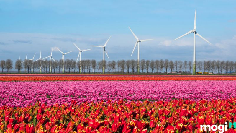 Ý Nghĩa Hoa Tulip Theo Màu Sắc, Nên Tặng Ai Và Tặng Vào Dịp Nào? 22 Vườn hoa tulip Noordoostpolder