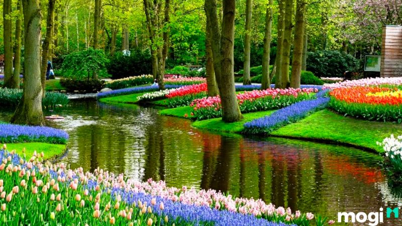 Ý Nghĩa Hoa Tulip Theo Màu Sắc, Nên Tặng Ai Và Tặng Vào Dịp Nào? 20 Rừng hoa tulip Lisse