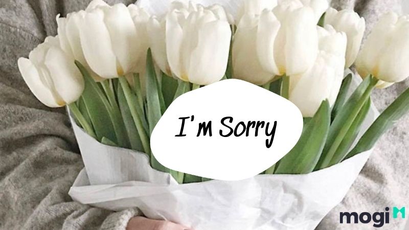 Ý Nghĩa Hoa Tulip Theo Màu Sắc, Nên Tặng Ai Và Tặng Vào Dịp Nào? 18 Tặng hoa tulip để xin lỗi