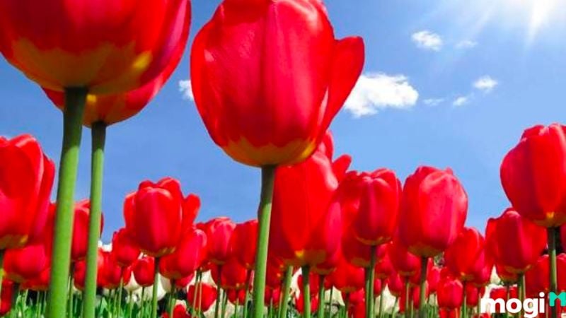 Ý Nghĩa Hoa Tulip Theo Màu Sắc, Nên Tặng Ai Và Tặng Vào Dịp Nào? 6 Ý nghĩa hoa tulip đỏ