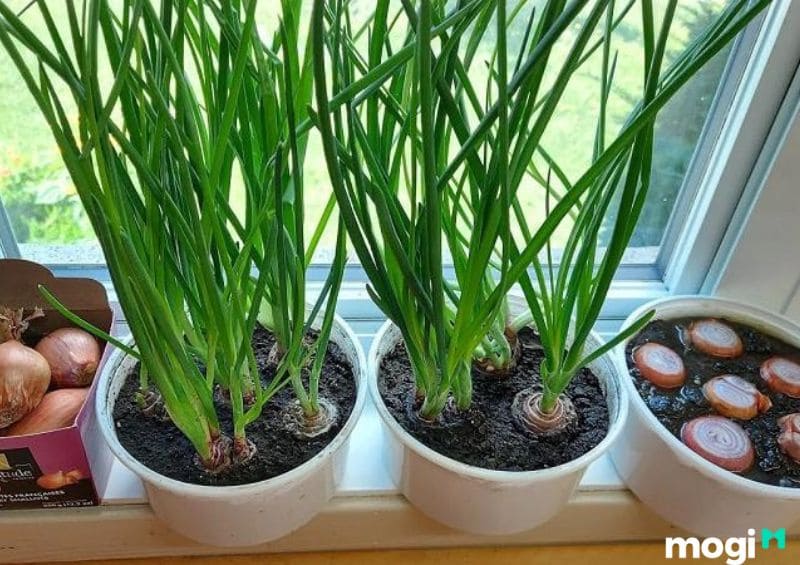 7 Cách Trồng Hành Lá Tại Nhà Đơn Giản Mà Bạn Nên Thử Ngay Hôm Nay 5 Cách trồng hành lá trong chậu đất
