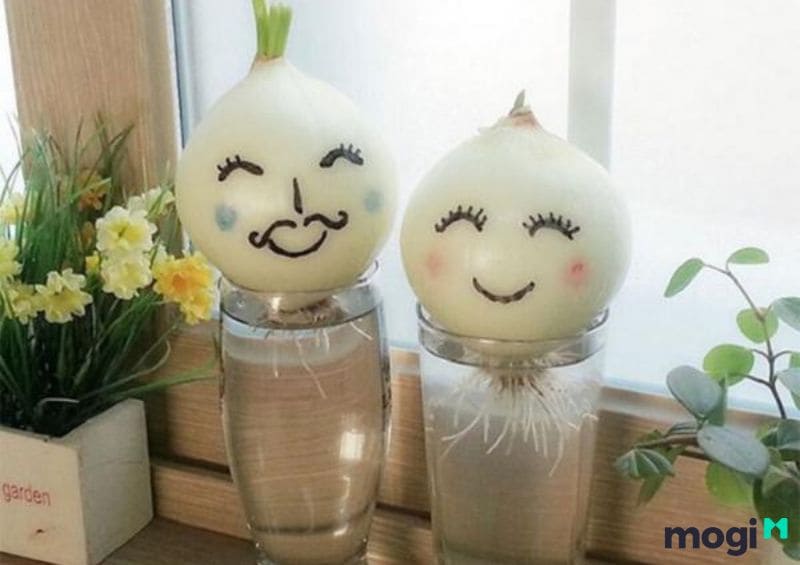 7 Cách Trồng Hành Lá Tại Nhà Đơn Giản Mà Bạn Nên Thử Ngay Hôm Nay 8 Cách trồng hành lá thủy canh bằng củ hành