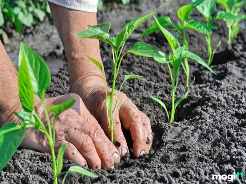 Yếu tố quyết định độ phì nhiêu của đất