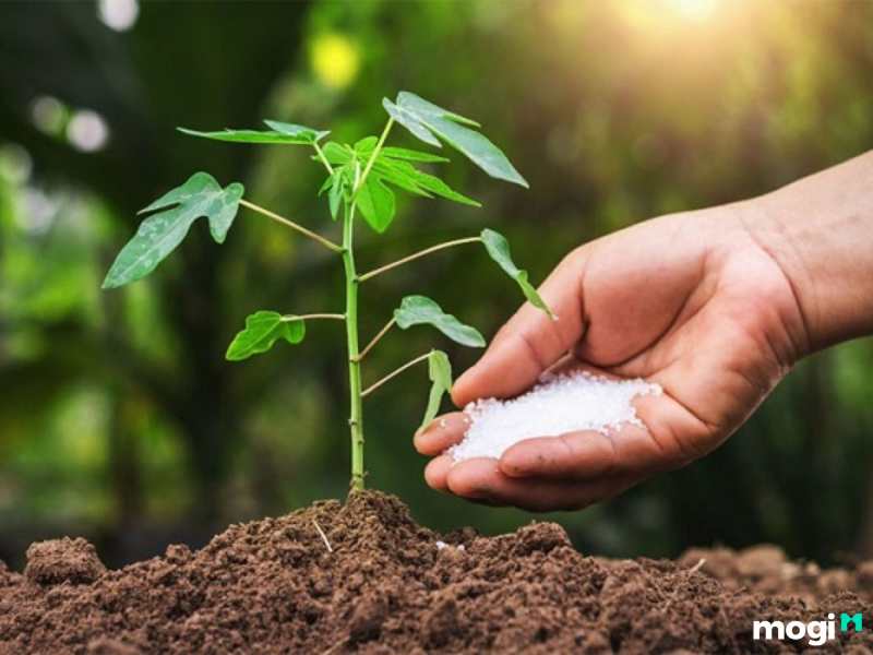 Bón phân hợp lý tạo rất nhiều lợi ích