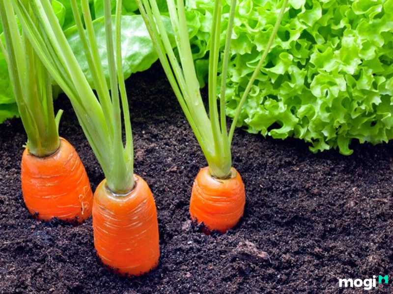 Trồng xen canh giúp tăng độ phì nhiêu của đất