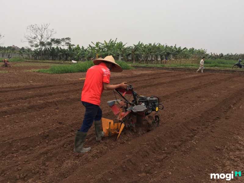 Thực hiện các kỹ thuật canh tác phù hợp