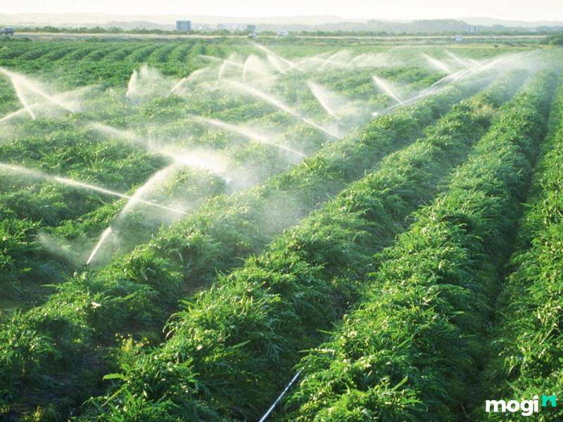Tưới nước giúp cải thiện độ phì nhiêu của đất