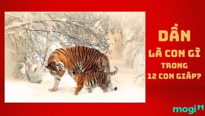 Dần là con gì?