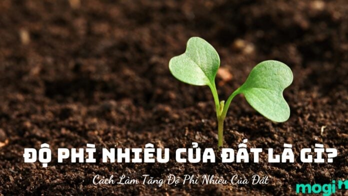 Độ phì nhiêu của đất là gì
