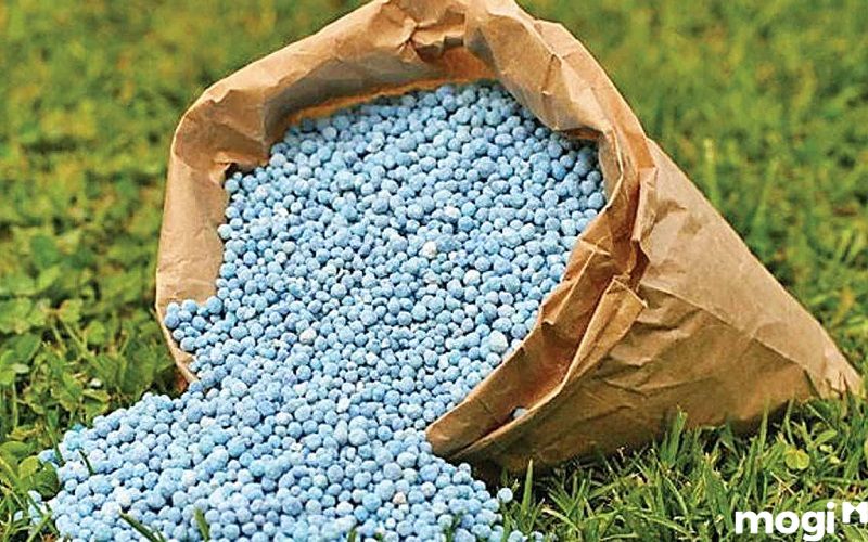 Bón phân vô trách nhiệm gây ô nhiêm đất