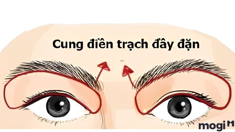 Cung Điền Trạch đầy đặn