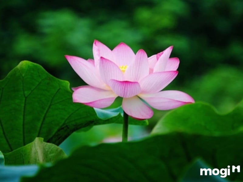 <strong>Giải Mã Ý Nghĩa Của Hoa Sen Trong Văn Hóa Việt Nam</strong> 1 Ý Nghĩa Của Hoa Sen