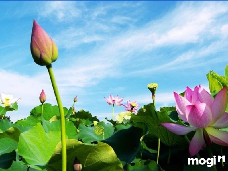 <strong>Giải Mã Ý Nghĩa Của Hoa Sen Trong Văn Hóa Việt Nam</strong> 2 Ý Nghĩa Của Hoa Sen