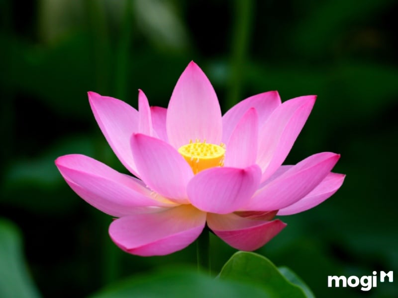 <strong>Giải Mã Ý Nghĩa Của Hoa Sen Trong Văn Hóa Việt Nam</strong> 3 Ý Nghĩa Của Hoa Sen