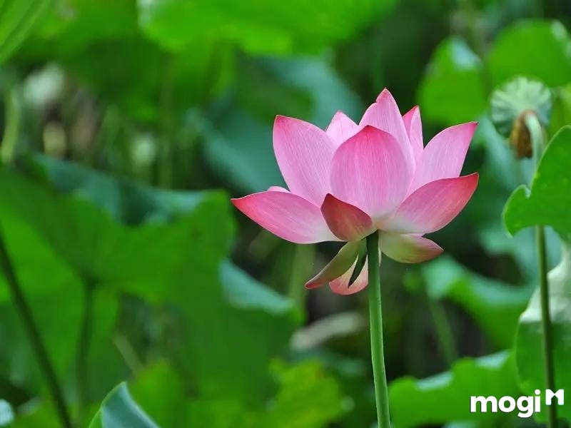 <strong>Giải Mã Ý Nghĩa Của Hoa Sen Trong Văn Hóa Việt Nam</strong> 4 Ý Nghĩa Của Hoa Sen