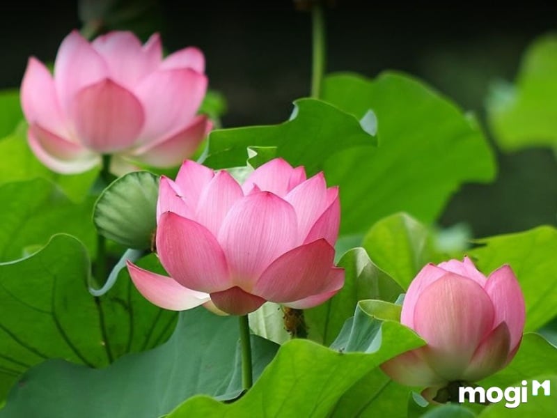 <strong>Giải Mã Ý Nghĩa Của Hoa Sen Trong Văn Hóa Việt Nam</strong> 5 Ý Nghĩa Của Hoa Sen
