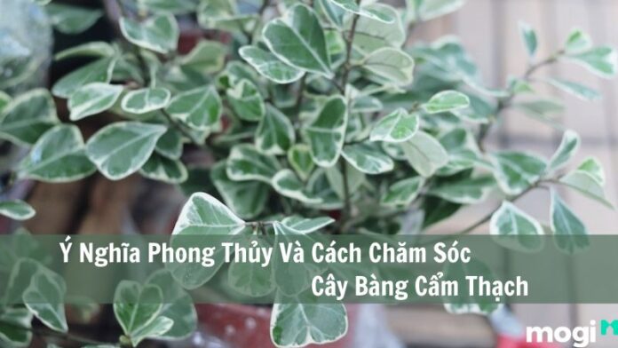 Bàng cẩm thạch