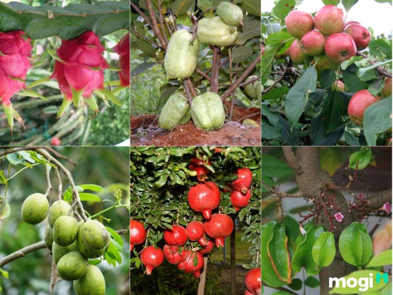 Cây ăn quả là một lựa chọn phổ biến