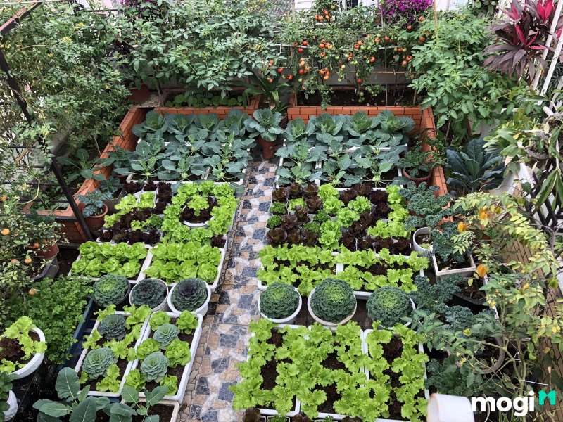 Sân vườn cung cấp nguồn thực phẩm sạch