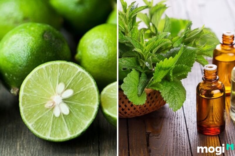 Dùng dung dịch chanh và bạc hà - cách đuổi bồ hóng hiệu quả, đơn giản.