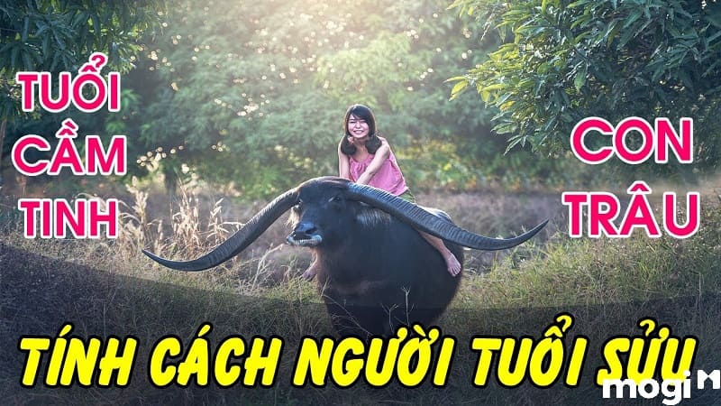 sửu là con gì
