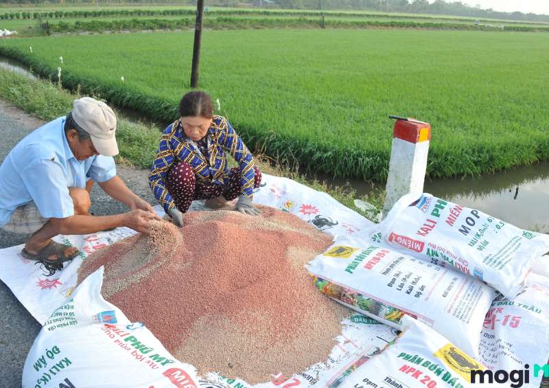 Biện pháp cải tạo đất chua bằng việc hạn chế tác động hóa chất lên đất