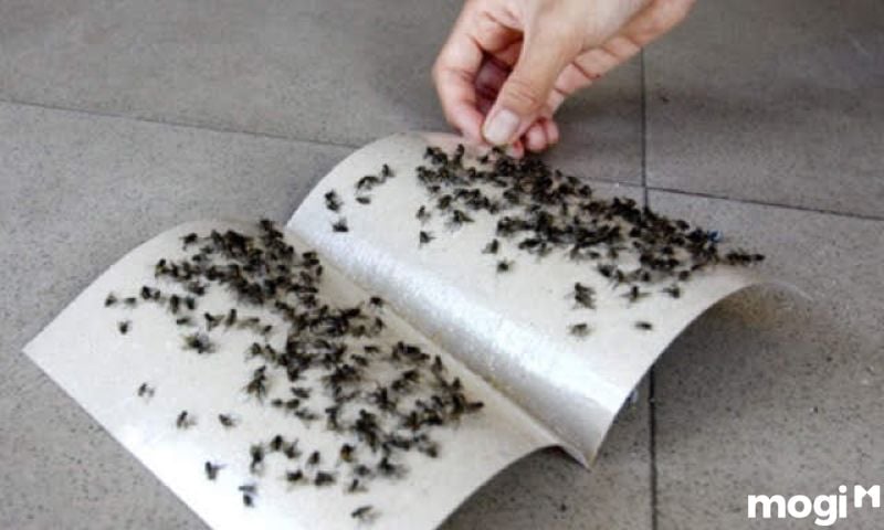 Cách đuổi ruồi hiệu quả bằng keo dính ruồi