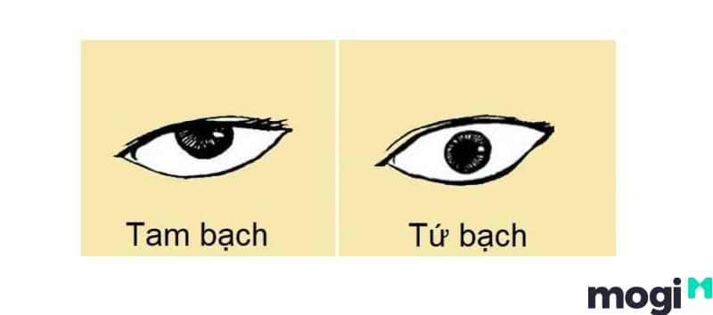 Hình minh họa mắt tứ bạch và tam bạch