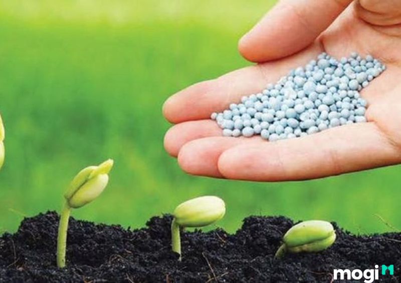 Phân bón ảnh hưởng đến độ pH của đất