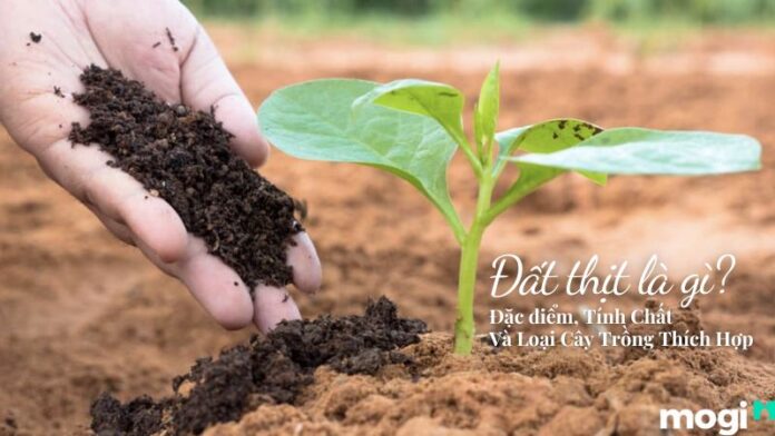 Đất thịt là gì?