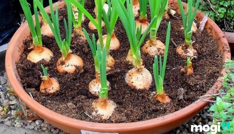 Kết cấu của đất thịt trung bình được đánh giá là  tốt nhất cho cây trồng