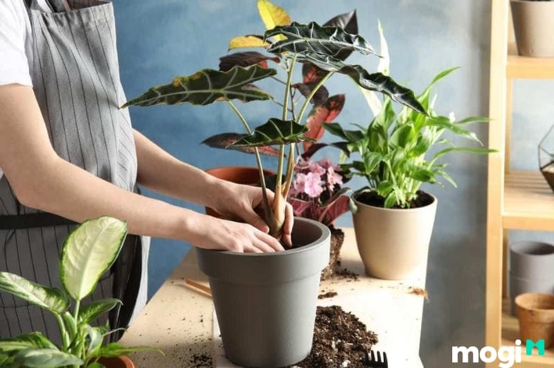 Trong các loại đất thịt thì đất thịt trung bình phù hợp với nhiều loại cây nhất