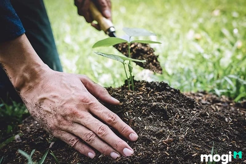 Kết cấu của đất thịt sẽ phù hợp những loại cây trồng nhất định