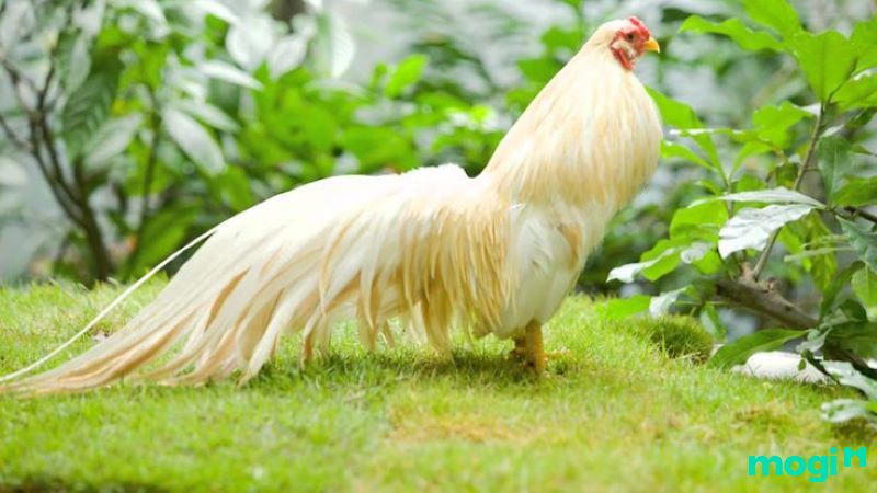 đại trạch thổ