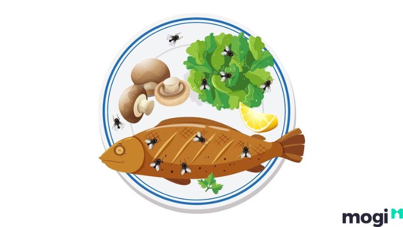 Cách đuổi ruồi hiệu quả