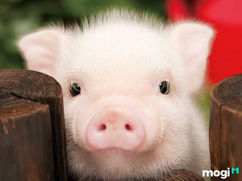Người tuổi hợi sinh giờ tý là người lạc quan
