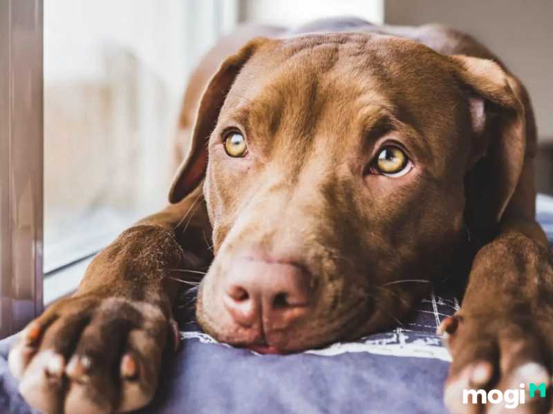 Người tuổi tuất sinh giờ tý số làm ăn xa nhà