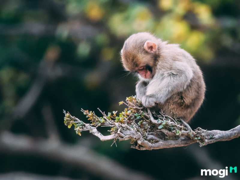 Người tuổi thân sinh giờ tý thường rất may mắn