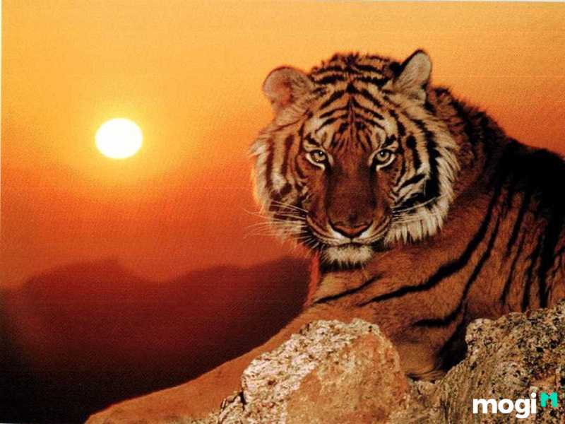 Người tuổi dần sinh giờ tý thường mạnh mẽ, cương trực