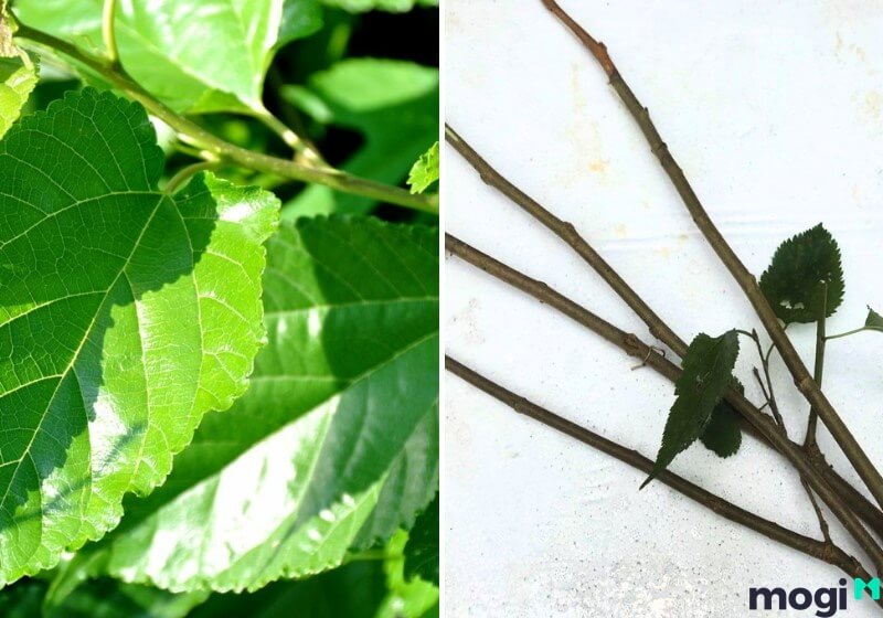 Treo cành dâu tươi để chặn vía dữ, vía độc.