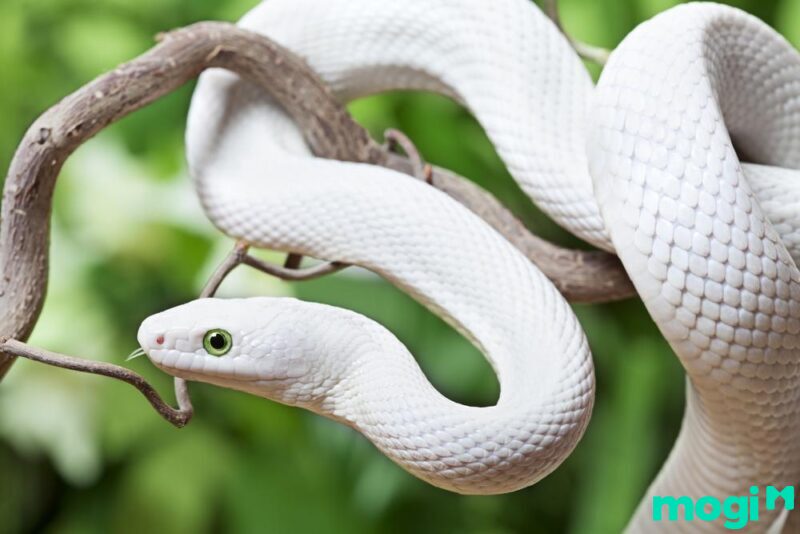 Giờ Mùi là mấy giờ? Tử vi của người tuổi Tỵ sinh giờ Mùi