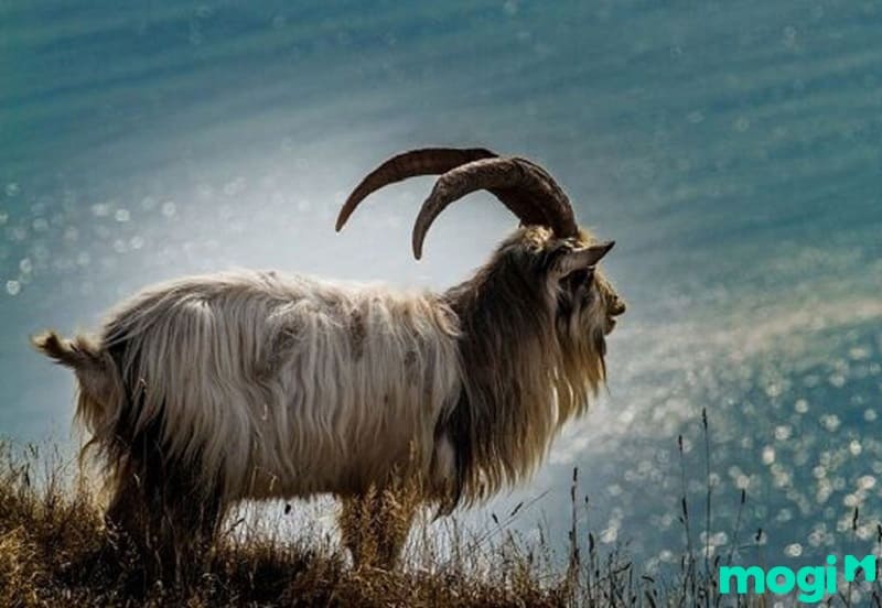 Giờ Mùi là mấy giờ? Tử vi của người tuổi Mùi sinh giờ Mùi