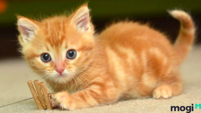 Giờ Mão là mấy giờ?